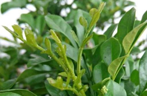 養花妙招：黃金葛發財樹等植物葉子冒水珠，葉子滴水到底是好是壞？