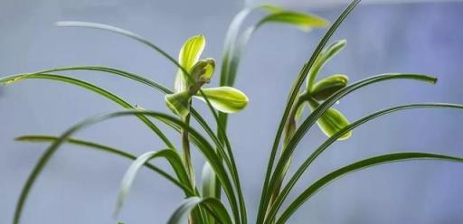 給蘭花換盆換土，加入這3種「寶貝」，疏鬆又透氣，不爛根長的壯