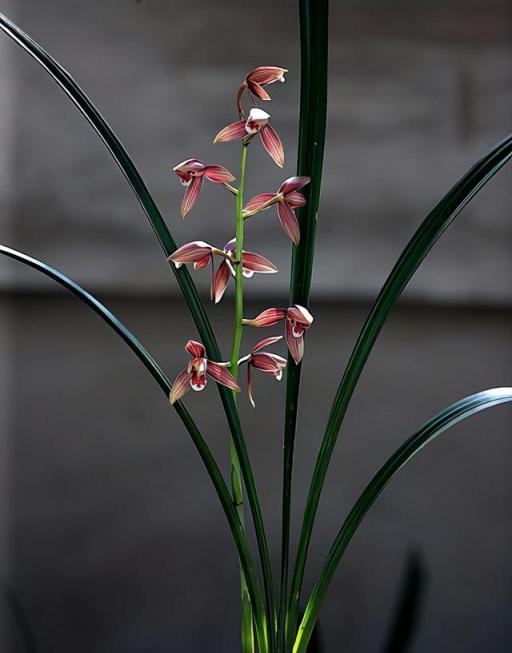 在野外看到蘭花時，怎麼區分蘭草品種？