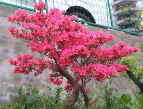 養花技巧：醋、橘子皮、小蘇打用來養花，好處多！