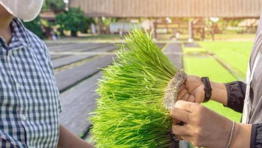 土壤鹼性大，植物長勢不好，如何增加土壤酸性？