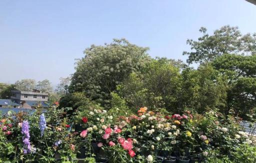 植物護理小貼士:助你打造健康茂盛的花園!
