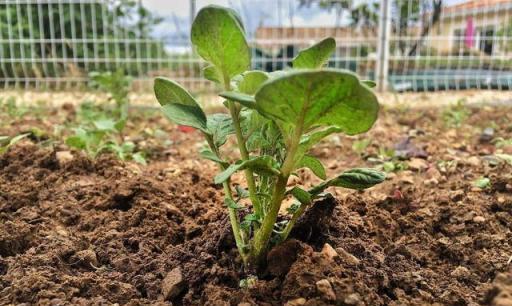 植物的記憶力：揭示植物如何記住並適應環境變化！