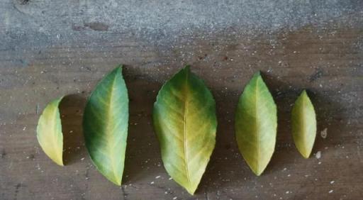 最近陰雨連綿，植物葉子容易長「鏽斑」，教你正確預防和處理