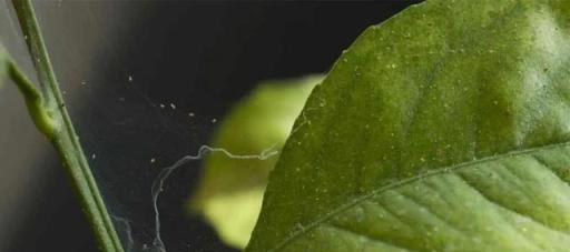 最近陰雨連綿，植物葉子容易長「鏽斑」，教你正確預防和處理