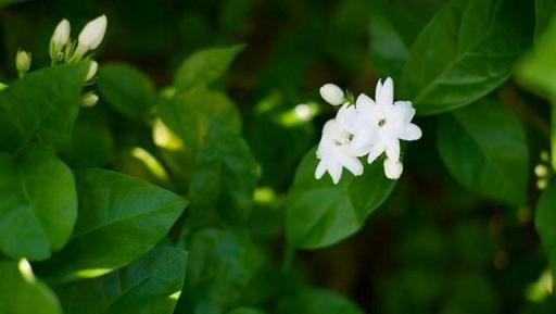 夏天養茉莉又香又白才算成功，做好這幾點，枝頭砰砰全是花