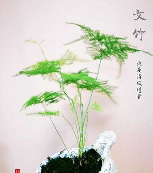 書房家居必備姿態優雅的文竹，送你文竹盆景製作，養護方法