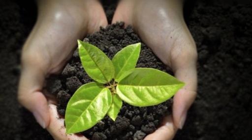 冬季休眠的植物，在入冬前必做的一件事，有助於增強植株抵抗力