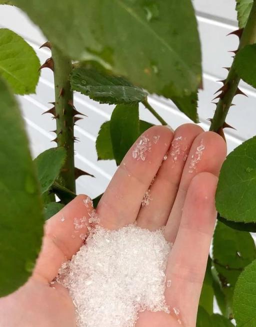 養花時分清植物缺乏哪種肥料，黃葉及時用這種肥，快速恢復翠綠