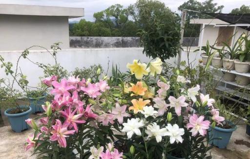 植物護理小貼士:助你打造健康茂盛的花園!