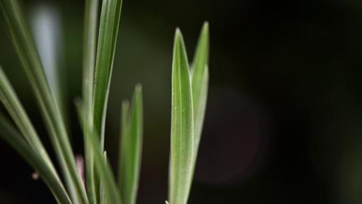 要想蘭花枝繁葉茂少病，正確使用多菌靈是關鍵，5種方法效果不同