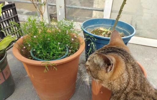 室內養花用合適的盆和土，植物花卉生長存活更輕鬆