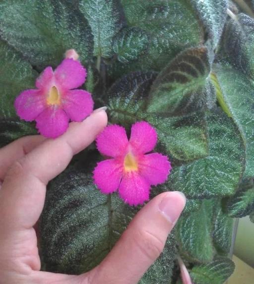 朝東和朝南窗臺能養開花的室內植物，耐陰花卉都在這裡了