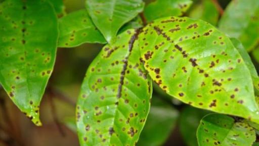 最近陰雨連綿，植物葉子容易長「鏽斑」，教你正確預防和處理