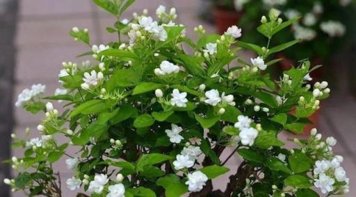 好養的植物就是茉莉花，但是想要夏季開不停，要做好「四喜一勤」