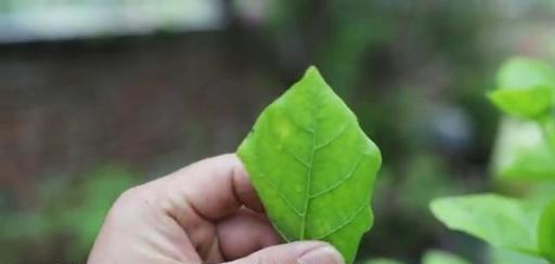 富貴竹兩種常見「黃葉」，學會解決的方法，葉子綠到流油