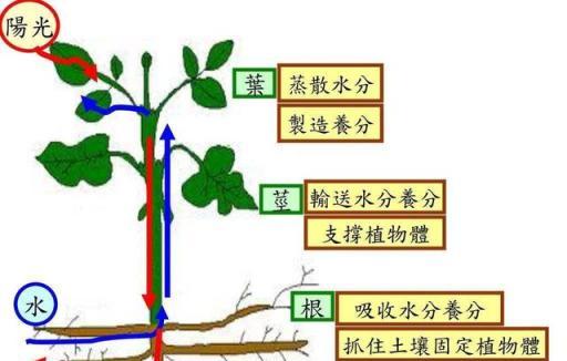 溫度和溼度對園林植物生長的影響