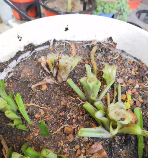 給吊蘭植株「剃個頭」，再長出的植株葉片那真是美翻了