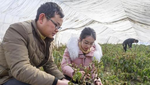 植物低溫凍害：為何會發生？怎樣防護？如何補救？防凍劑有用嗎？