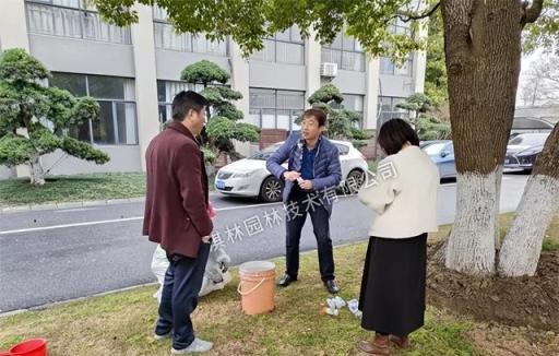 總結植物黃化的十大原因及應對措施！