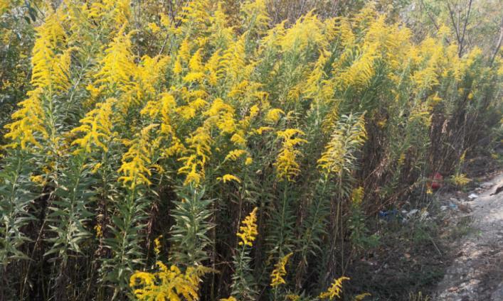 警惕！入侵中國的「霸王花」，致30種本土植物消亡，石家莊已出現第一例！