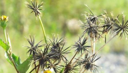 農村常見野草「鬼針草」，雖愛「黏」人，卻全身是寶