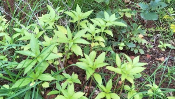 家有院子，適合栽培4種「懶人」植物，一次種植，賞花10年