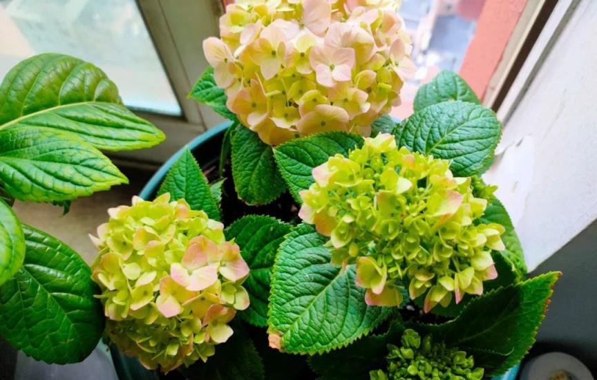 繡球花開花時的4個「誤區」，可能讓你白費心思，浪費錢，還縮短花期