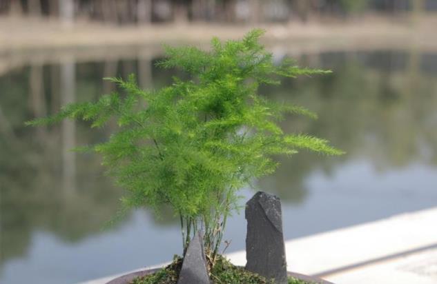 文竹養植一週就黃葉，看我這樣養，能不能養成「小森林」