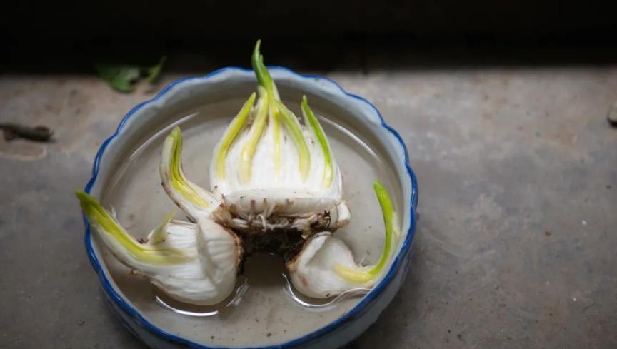 水仙花養植季，學會掌控水仙花的花期，可以任性大年初一賞花