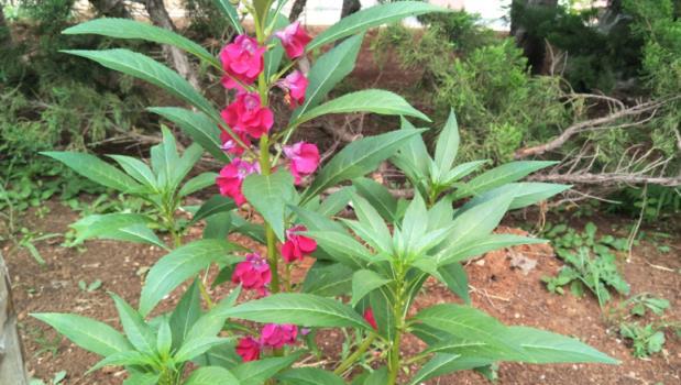 家有院子，適合栽培5種「懶人」植物，一次種植，賞花10年