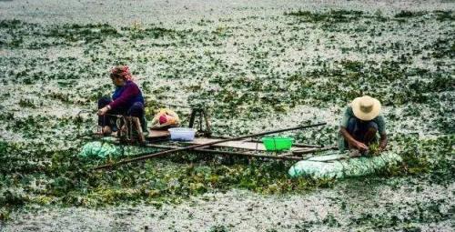 印度「覬覦」我國水生植物，如今氾濫成災，網友：別指望我們！