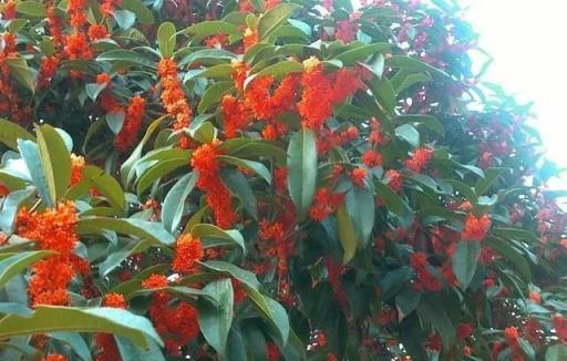 種植桂花樹，學會7個小「技巧」，桂花飄香，花滿枝