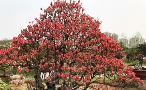 映山紅的種植土壤，在配製時注意屬性，在養護中保持狀態也很重要