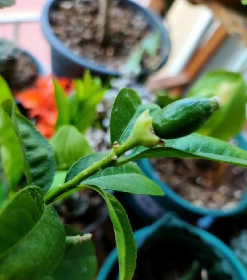 別再追捧「網紅植物」了，選適合自己的植物，成就獨特美感！