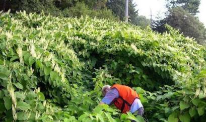 一種植物長得像「竹筍」，小時候經常吃，很多人都不知道它是「入侵植物」