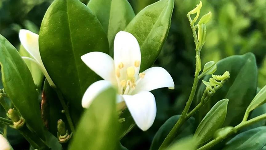 夏季，在家裡養一盆「驅蚊」的花草，整個夏天不受蚊蟲「騷擾」