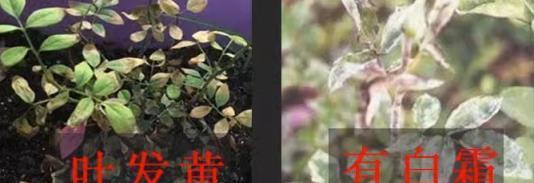 白醋養花竟有 4 個「妙用」！你知道幾個？