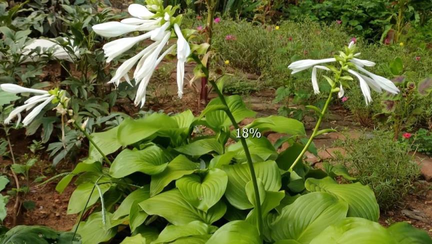 家有院子，適合栽培5種「懶人」植物，一次種植，賞花10年