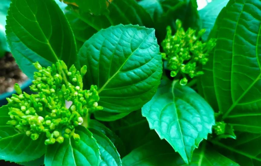 繡球花開花時的4個「誤區」，可能讓你白費心思，浪費錢，還縮短花期