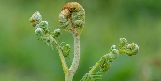 這 2 種野菜是「致癌大王」，自律者從不吃，吃它等於吃「毒」！