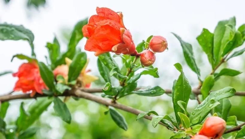 想要石榴多開花、多結果，做到以下4點，花後枝頭紅果累累