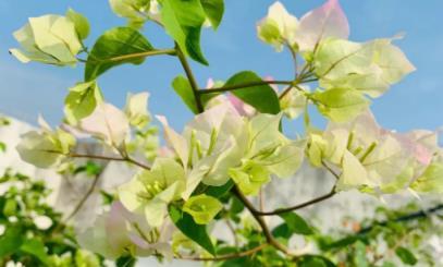 3種能開花大半年的「塑料花」，皮實又好養，適合懶人和新手