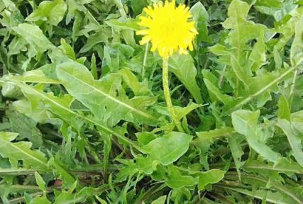 春天踏青時，別把這 3 種「野菜」當野草扔掉，它們美味又營養豐富，還有藥用呢！