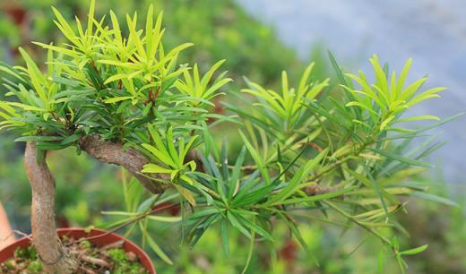 3種耐陰植物有顏值，清新空氣好養活，「花旺人旺」寓意好