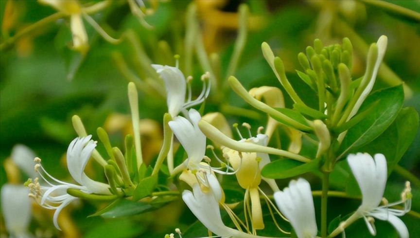 人養花、花也養人，5種花對身體有益，養在家裡就賺了