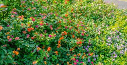 它是「瘋狂入侵」植物，世界10種「最有害」雜草之一，很多人卻不知道它的價值