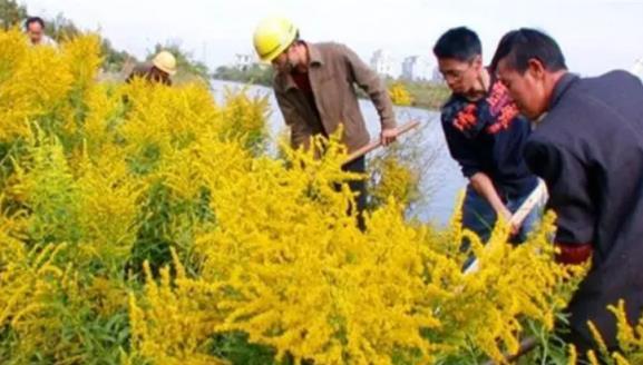 警惕！入侵中國的「霸王花」，致30種本土植物消亡，石家莊已出現第一例！