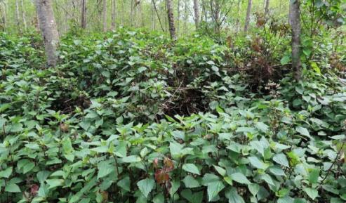 我國「頭號」入侵植物，3年可廢掉一片草原，如今依然氾濫