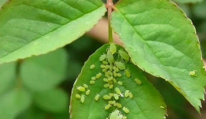 「陽臺有5花，家窮難致富」，家裡陽臺再寬敞，也別養這5種花！